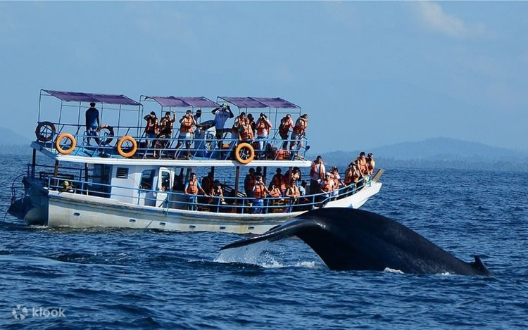 Mirisa whale watching
