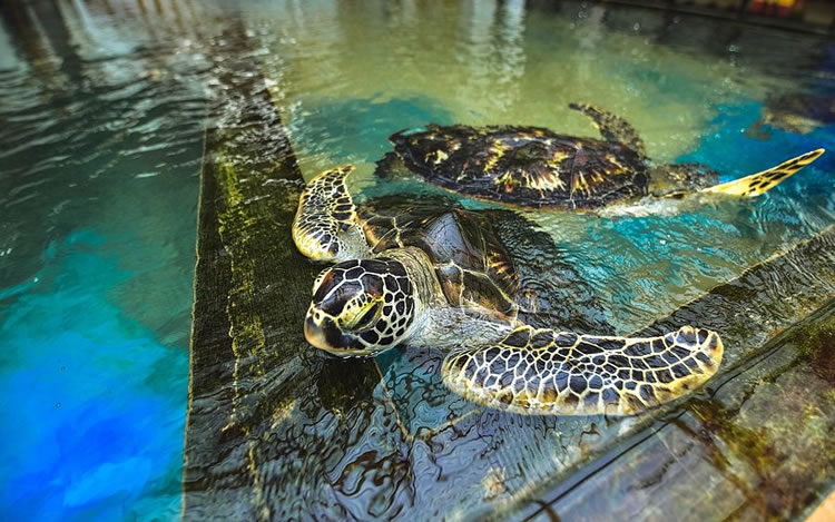 Turtle Hatcheries